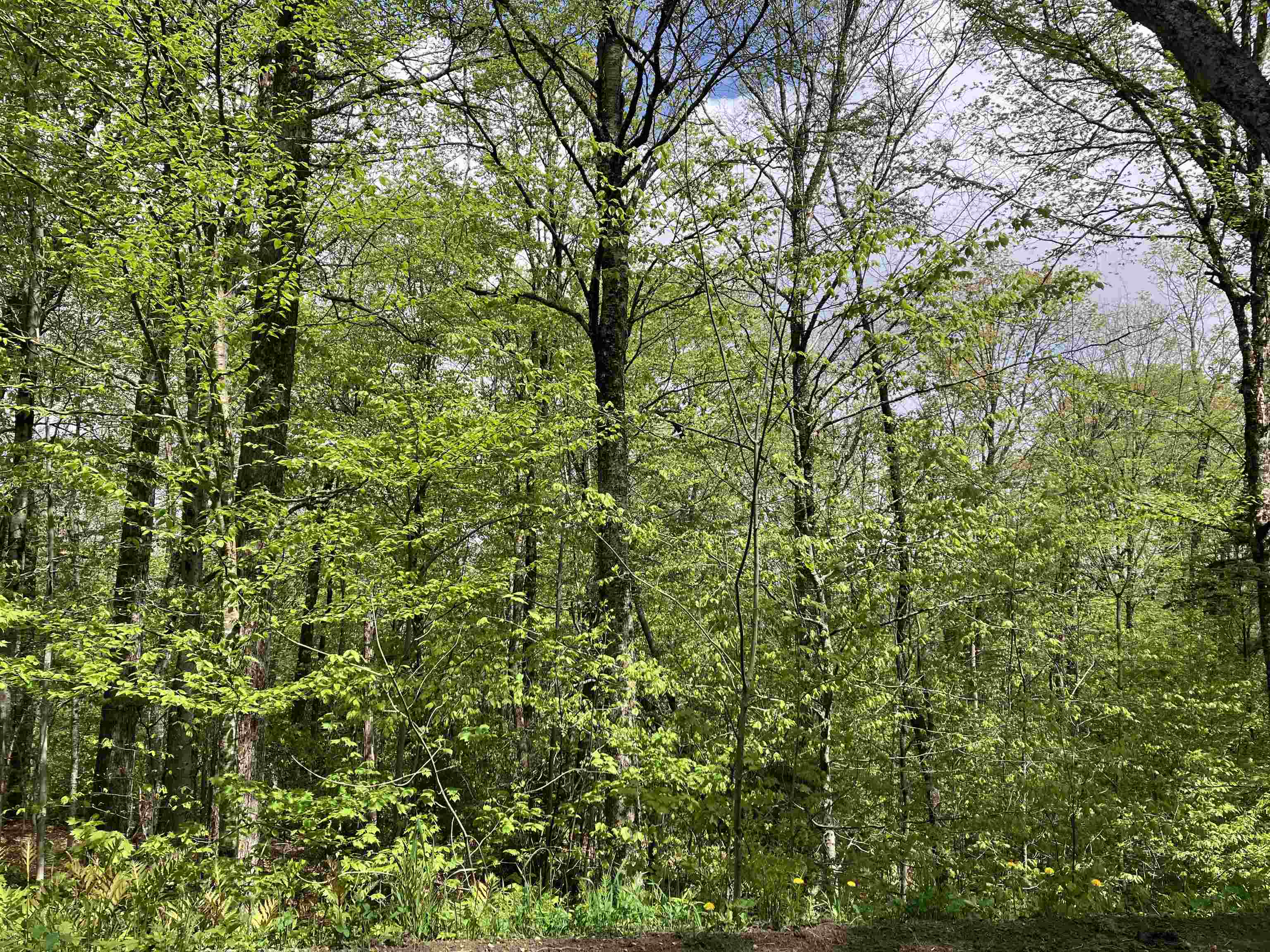 near Lot 36 Woodsman Road Dover, VT 05356 Property 3 near Lot 36 Woodsman Road Dover, VT 05356 Property 3