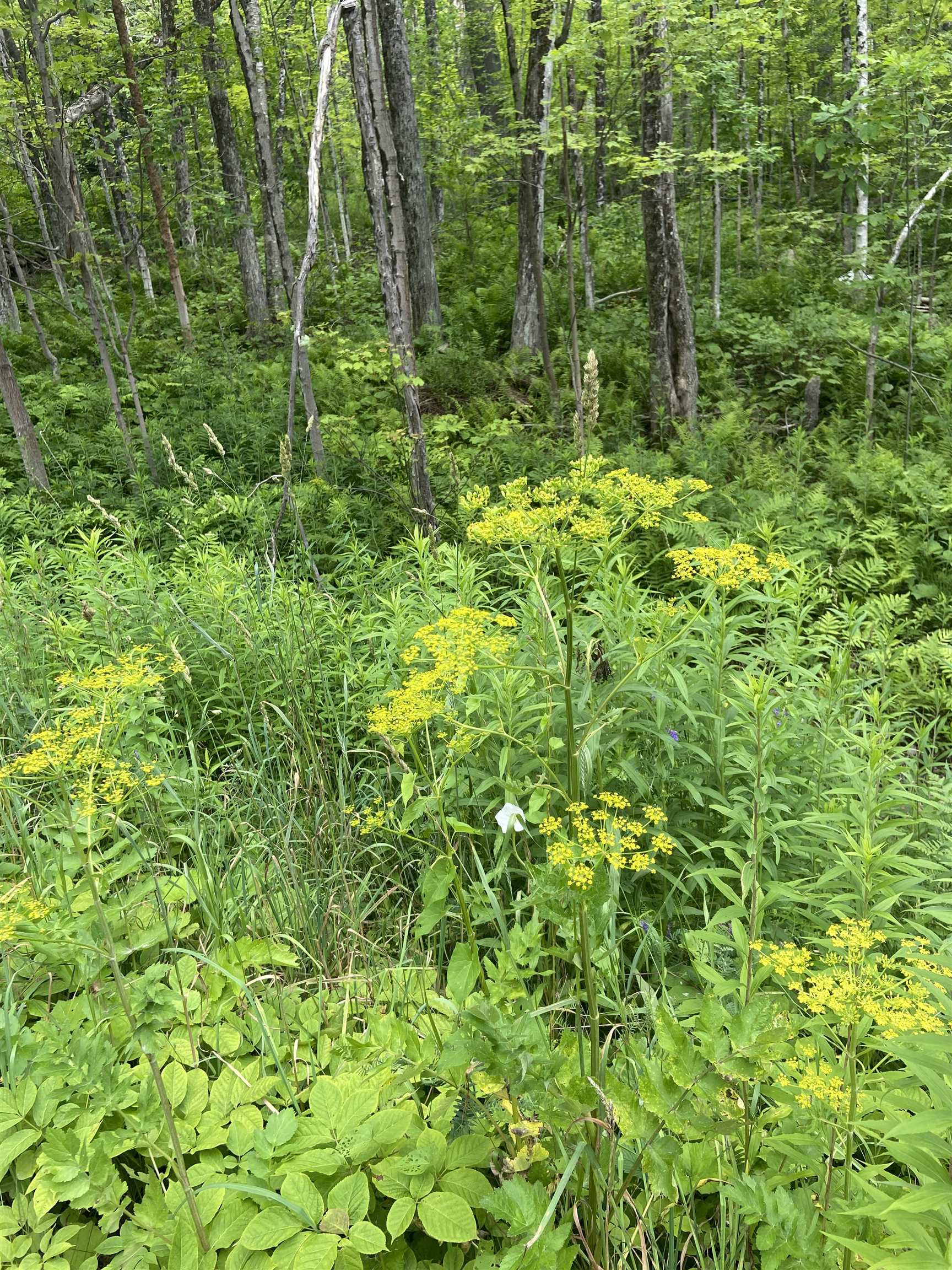 near Oak Hill Road & Maple Drive Wardsboro, VT 05355 Property 4
